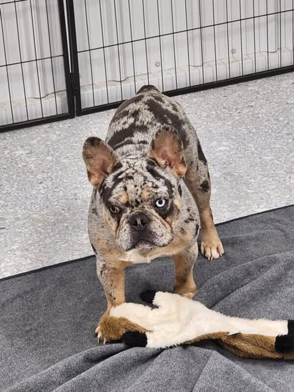 A french bulldog resting on a blanket