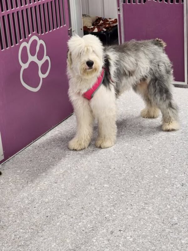 A sheepdog outside its kennel run
